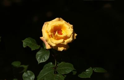 月季花儿——（村里