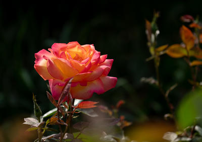 花卉 — 月季     bj