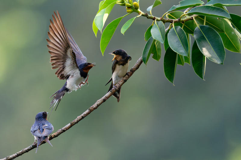 家燕（2025.05.14）