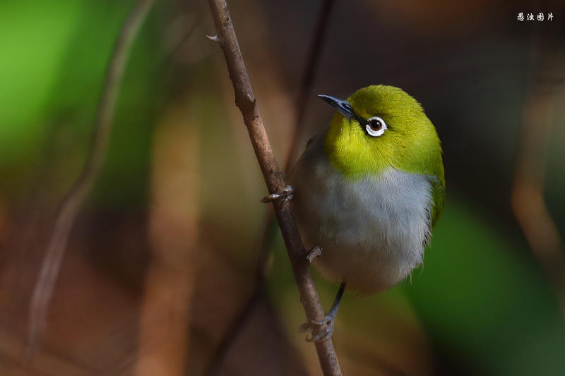 暗绿绣眼系列——林隙里落下的阳光