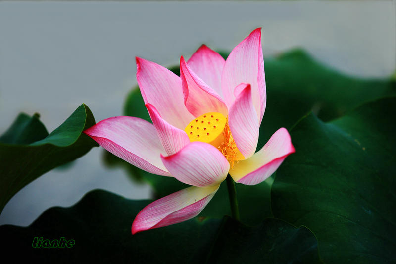 【 荷 花 】1 ◆（思锐）