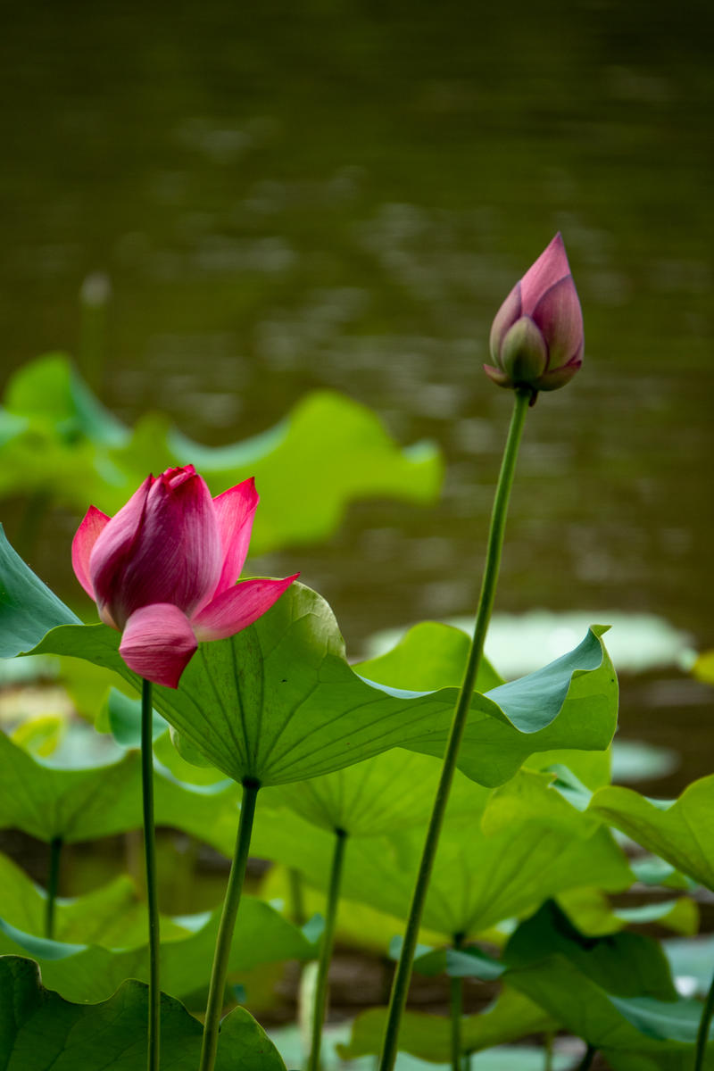 小荷淌水（上）