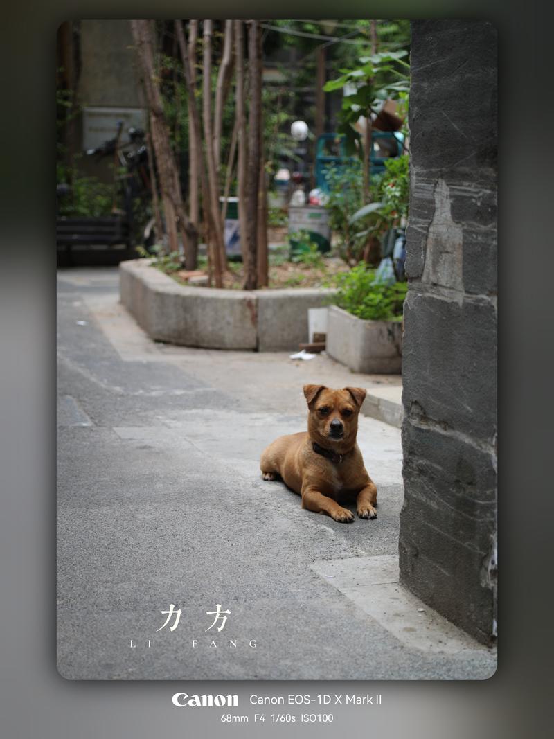 慢行静拍的大方巷