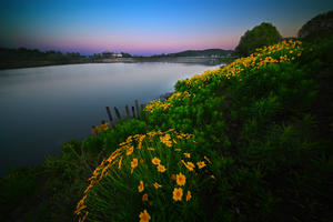周村湖畔五月花（上）