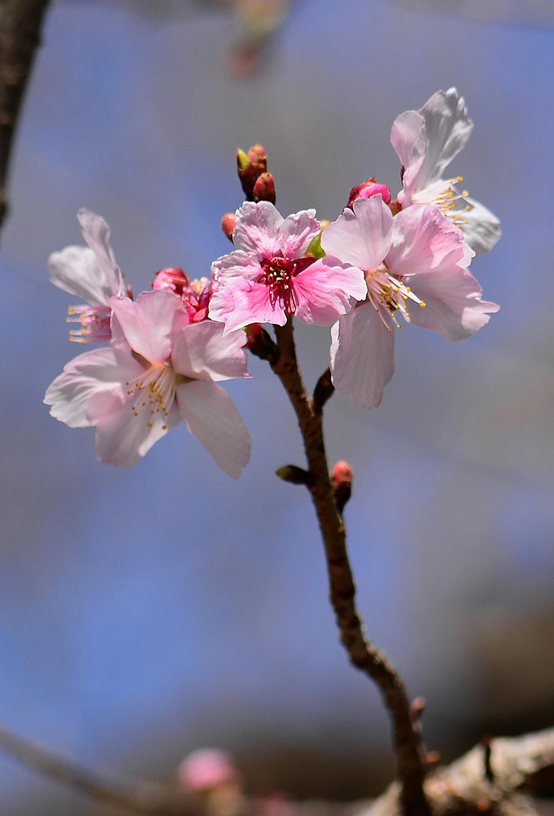 玉渊潭公园转一圈拍点樱花【9】