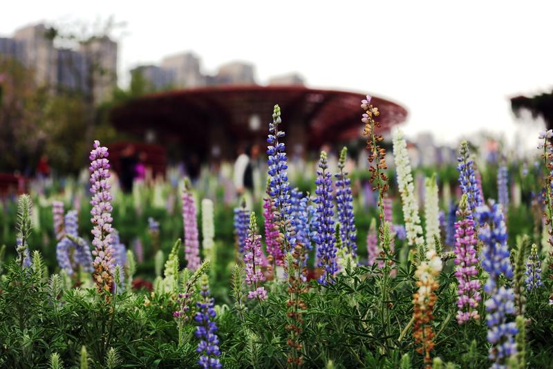 佛山南海千灯湖鲁冰花之七