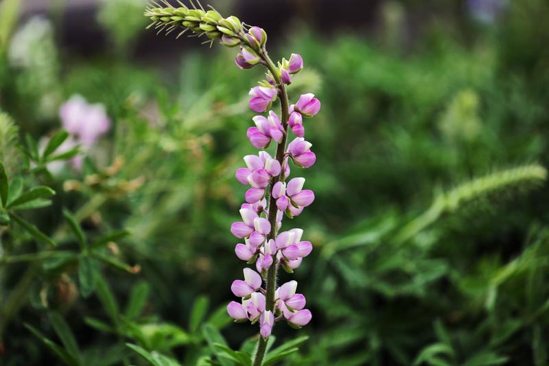 佛山南海千灯湖鲁冰花之六