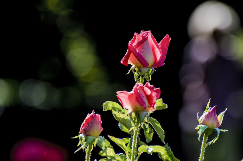 月季花（三）。。