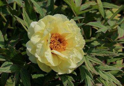 漂亮的牡丹花。，