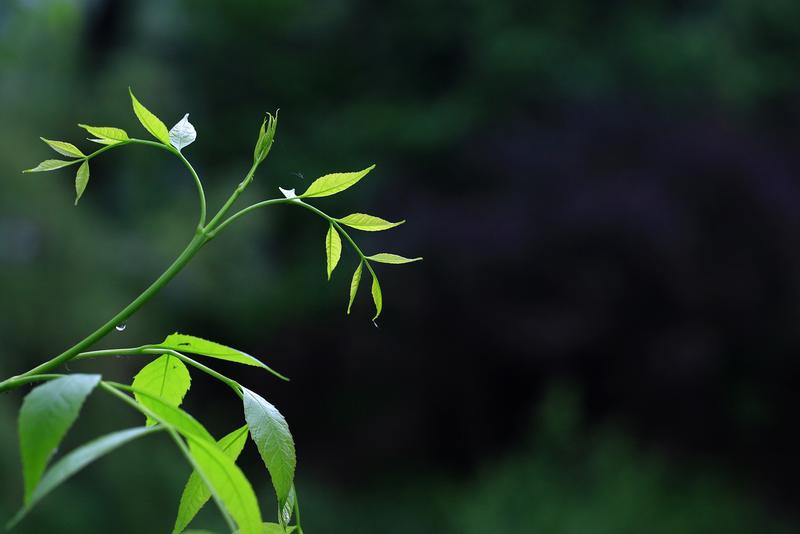 北京奥林匹克森林公园的春花（上）                      jn