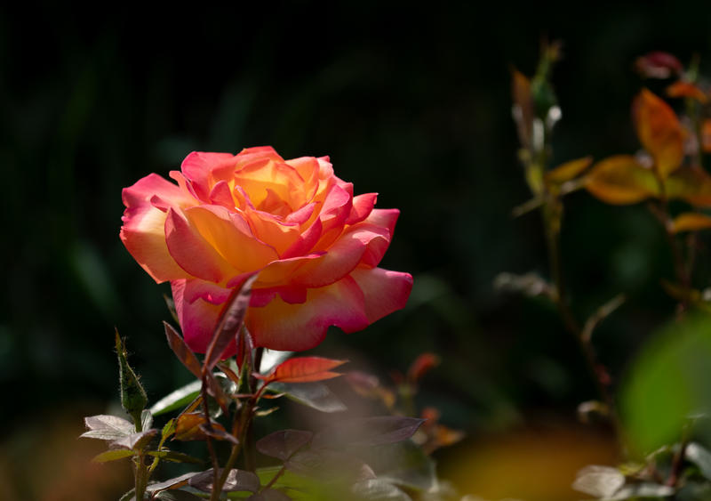 花卉 — 月季      jc