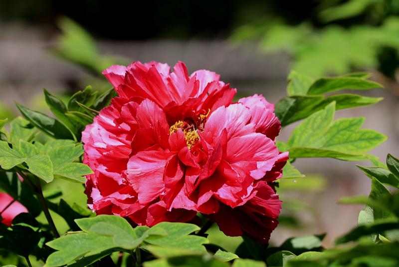 漂亮的牡丹花。，