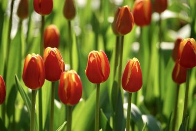 光影郁金香（三）