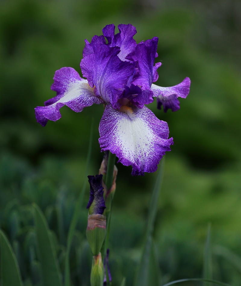 鸢尾花＿＿2025.cs