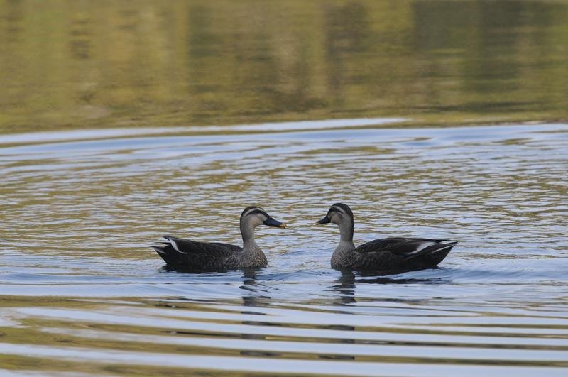 荷塘里小精灵…