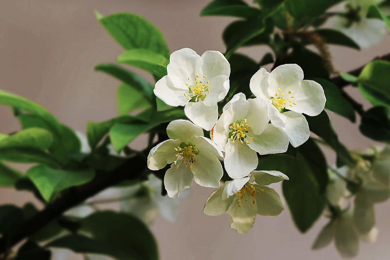 《春季花卉-----海棠》