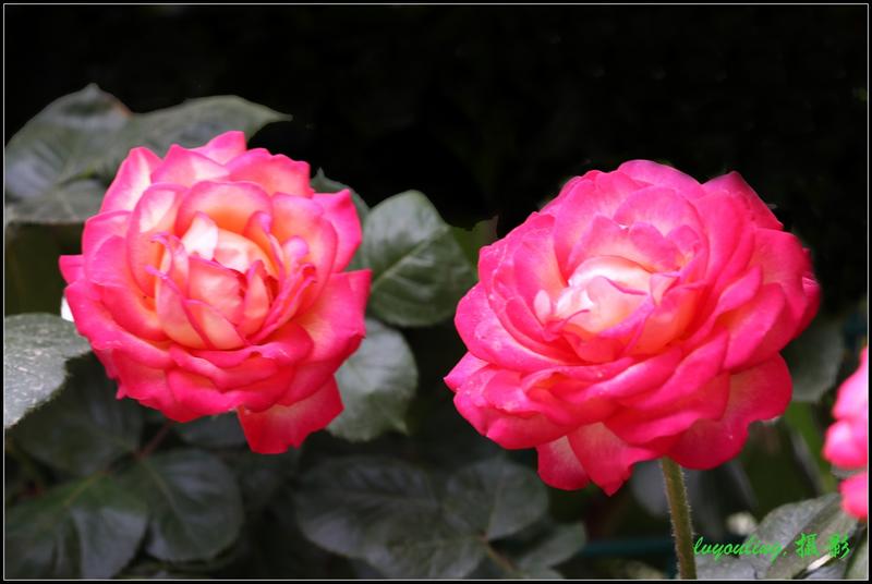 2025春花集——月季花儿（5）