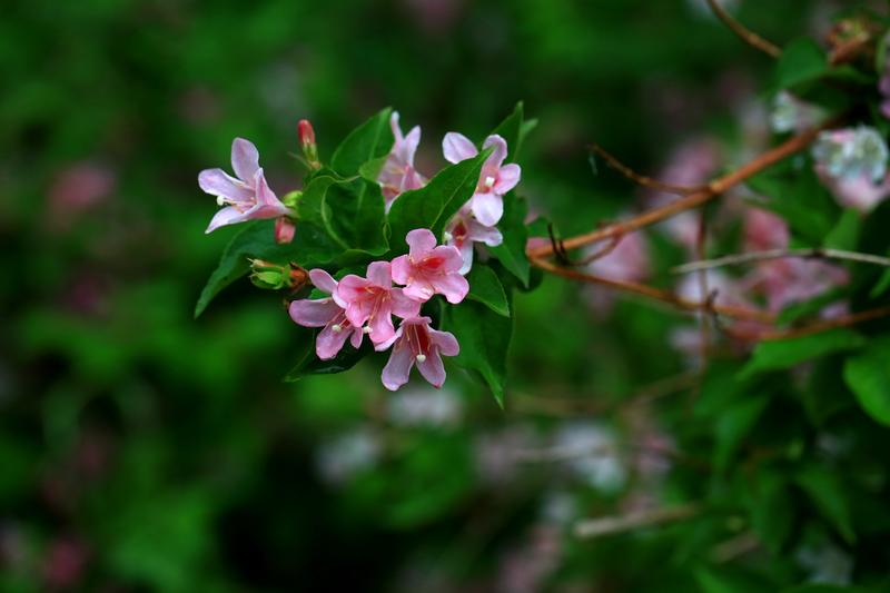 北京奥林匹克森林公园的春花（上）                      fg