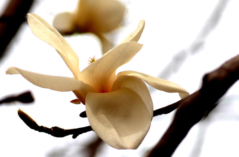 月坛公园遛弯拍春影【7】