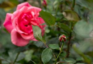 花卉 — 月季     bj