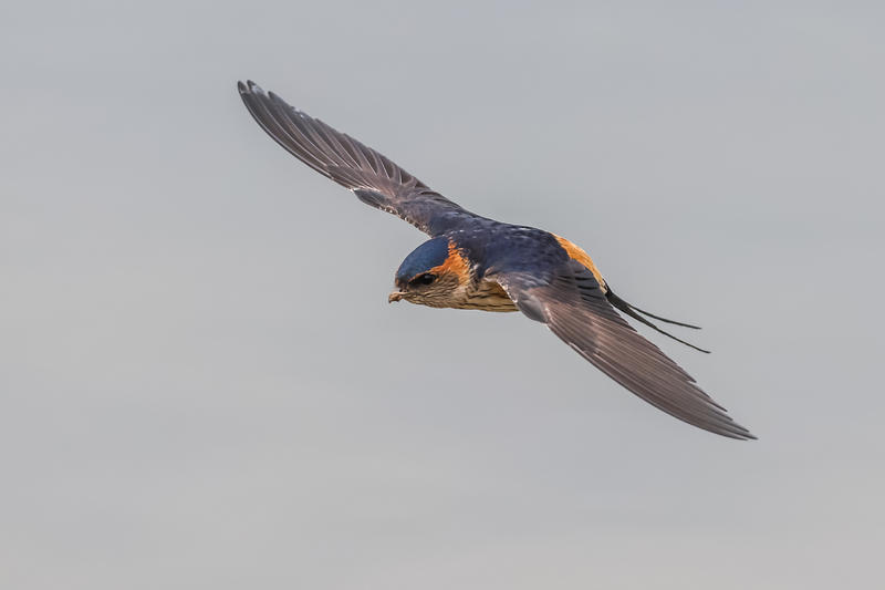 金腰燕（二）jn