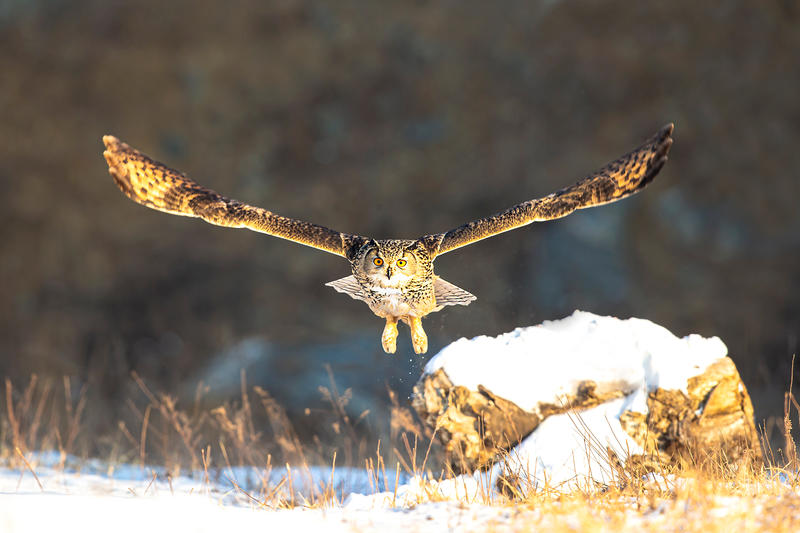《信心满怀》—— 雕鸮