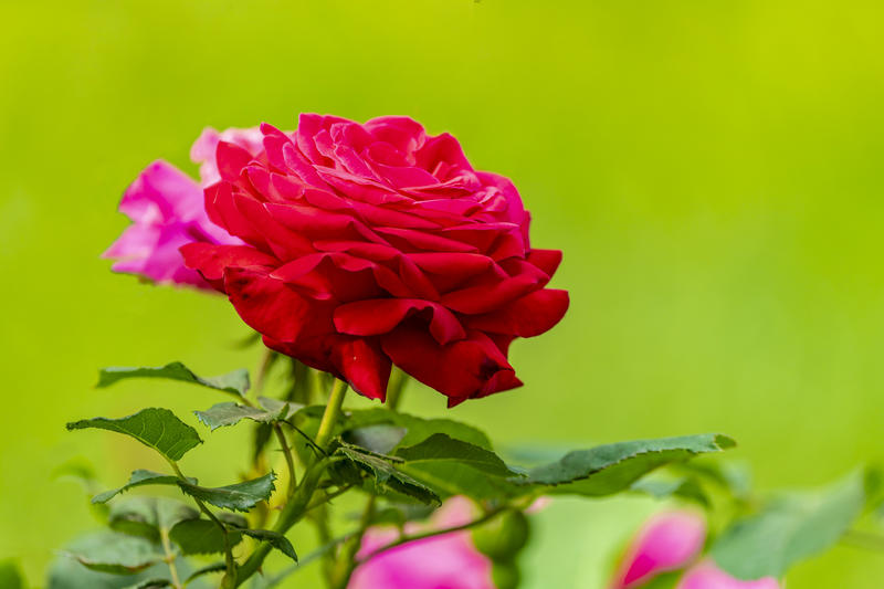 月季花（三）。。。