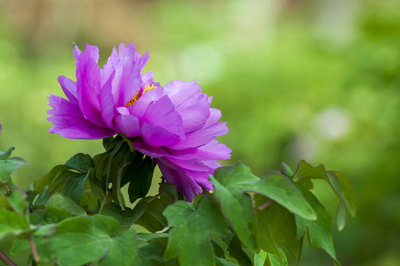 泉城公园的春天-6