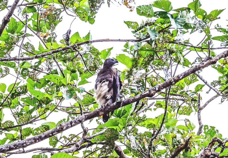 少见的灰头鱼雕