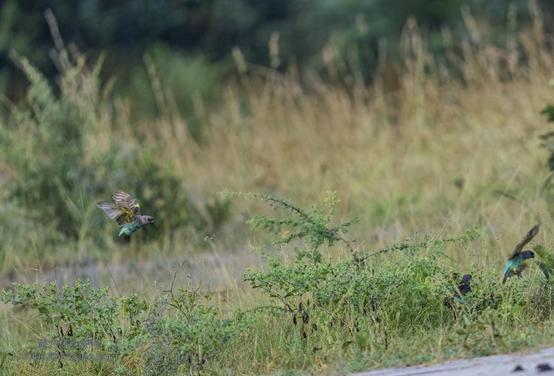 褐鹦(yīng)鹉(wǔ)