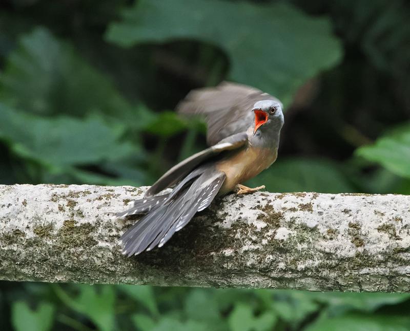 八声杜鹃的抗议