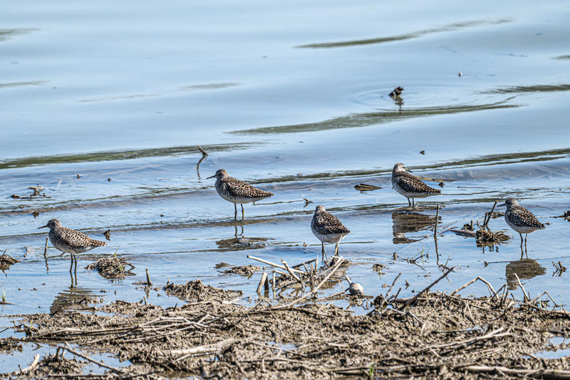 成群的林鹬-尼康