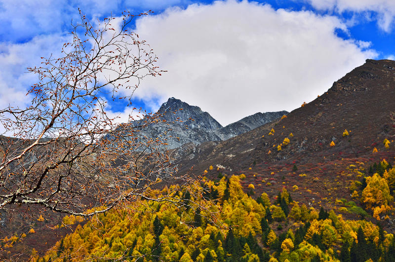 四姑娘山风光之长坪沟（下）