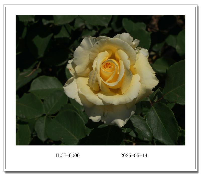 今天拍的照片051401