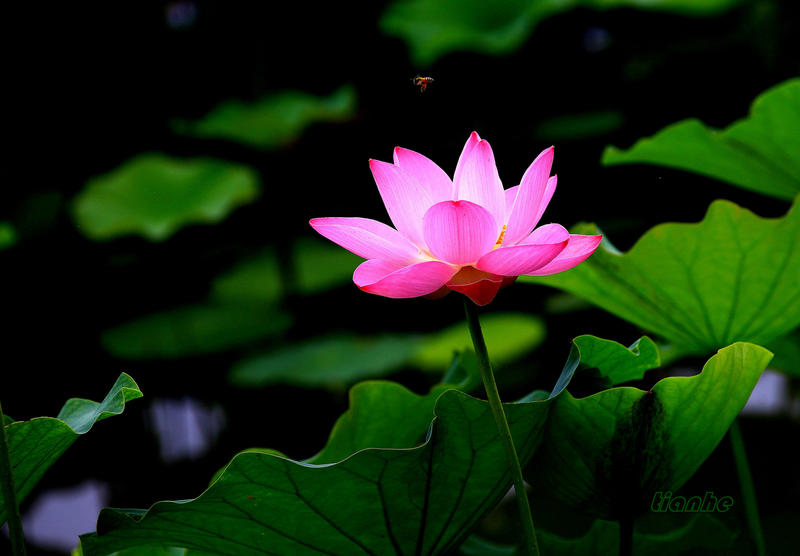 【 荷 花 】3 ◆（思锐）