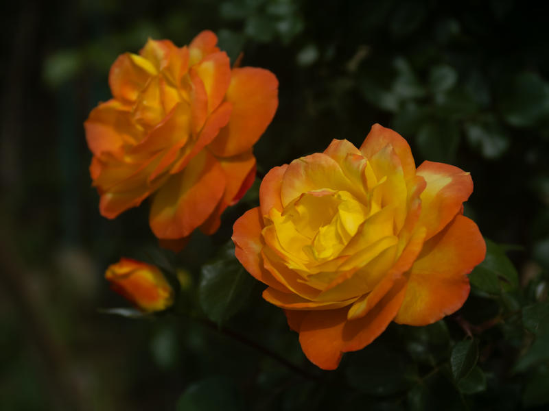 花卉 — 月季      a