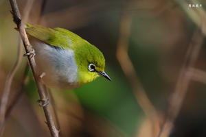 暗绿绣眼系列——林隙里落下的阳光