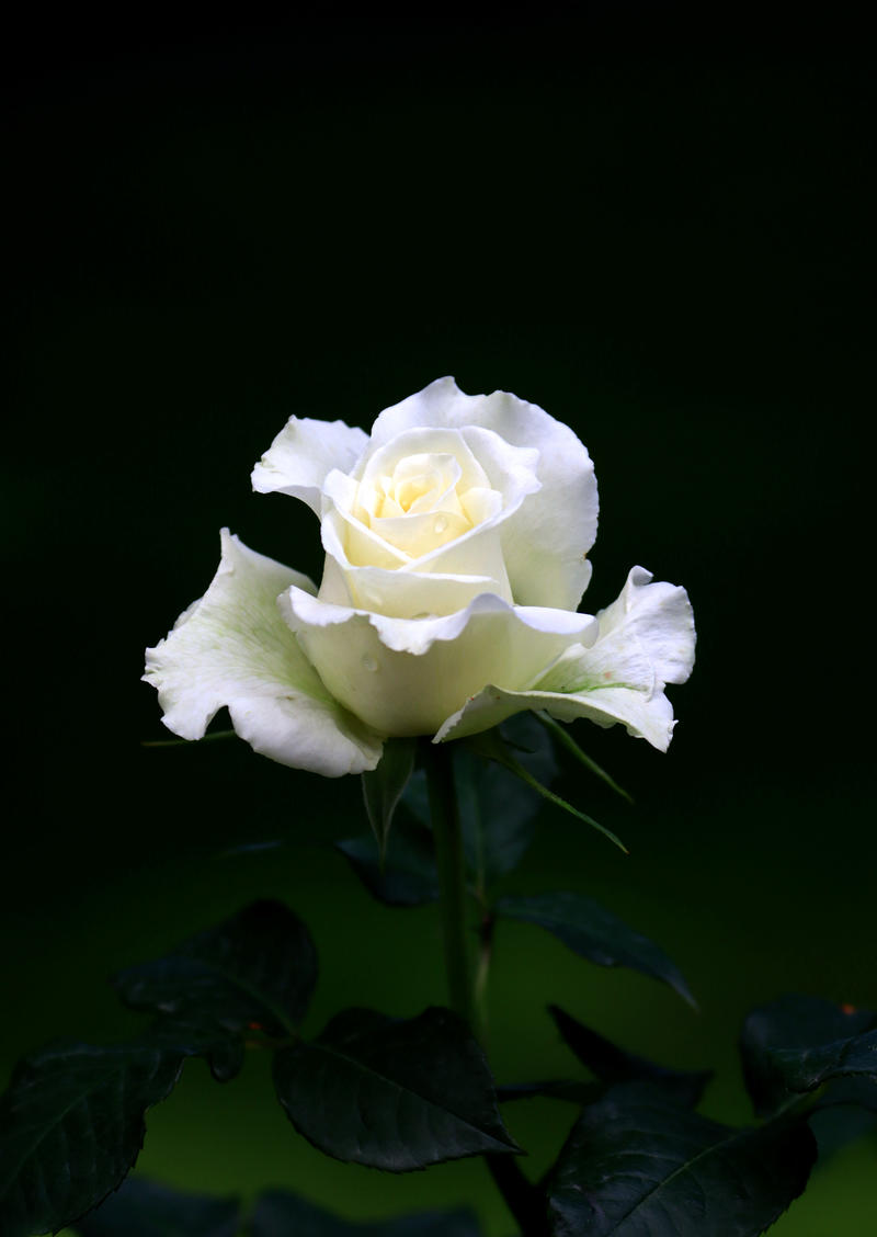 白月季（北京）