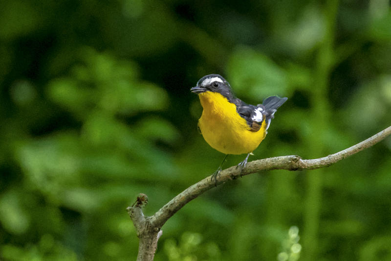 白眉姬鹟（二）。。。。