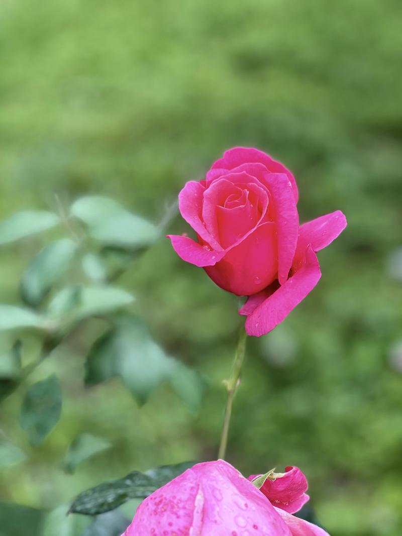 雨后玫瑰花