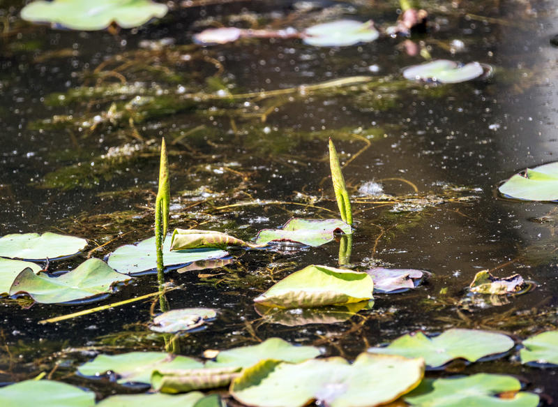莫愁湖睡莲初绽随拍