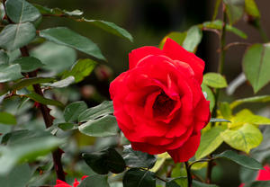 花卉 — 月季     bj