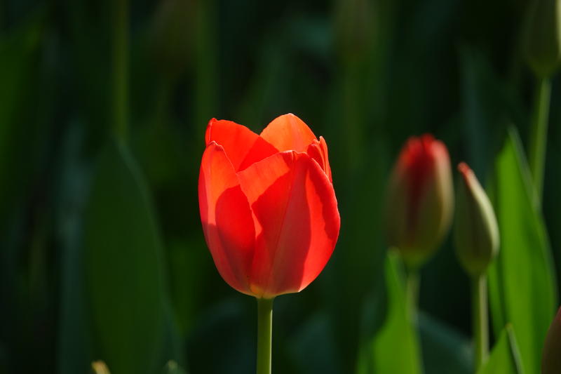 光影郁金香（三）