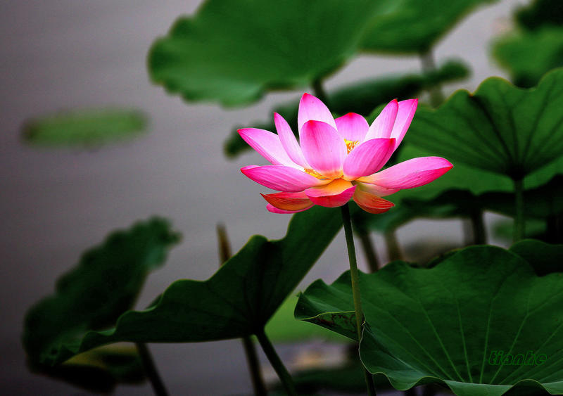 【 荷 花 】4 ◆（思锐）