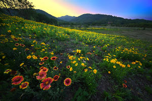 周村湖畔五月花（上）