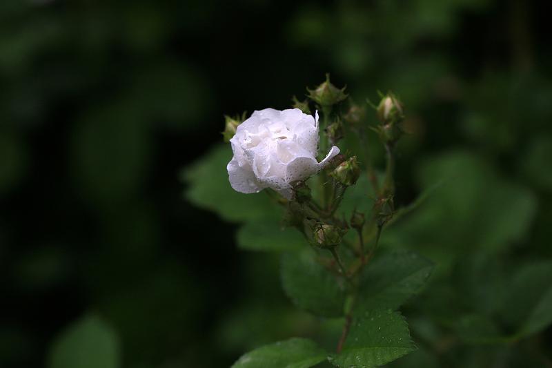 北京奥林匹克森林公园的春花（上）