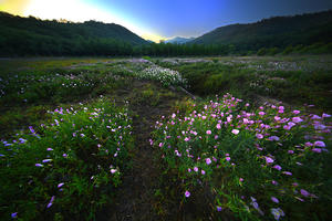 周村湖畔五月花（上）