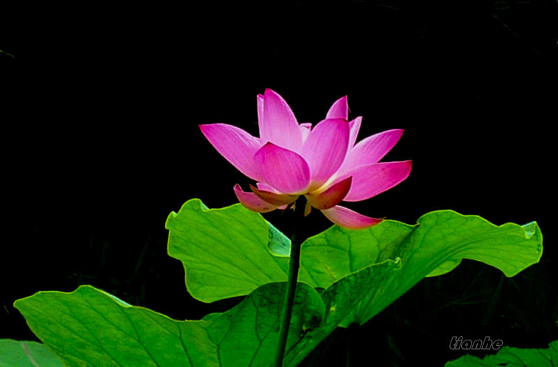 【 荷 花 】6 ◆（思锐）