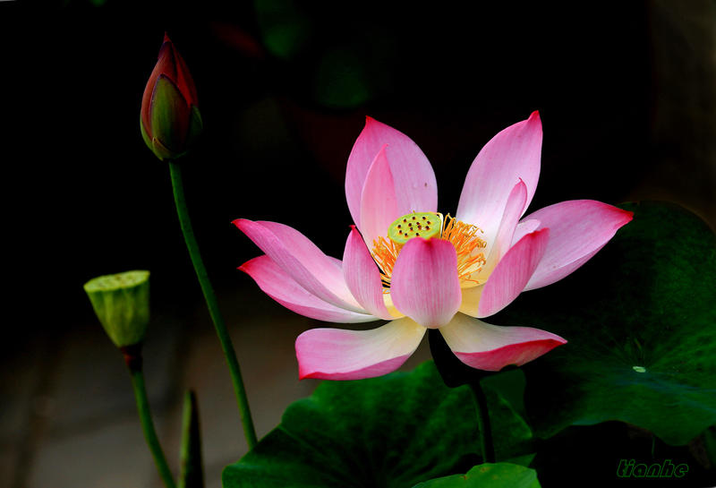 【 荷 花 】5 ◆（思锐）