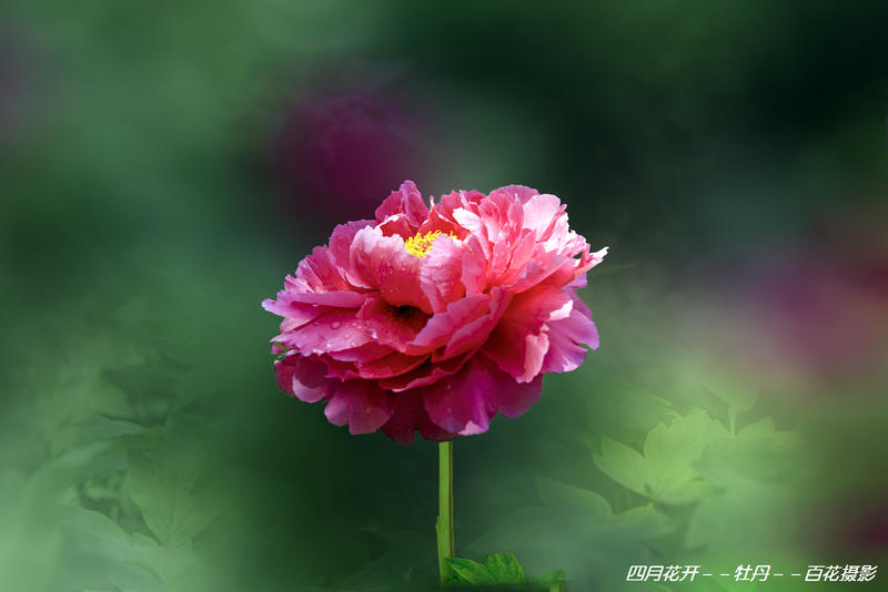 4月花开--牡丹－-百花摄影